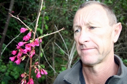 Tony Davies-Colley with a Taiwan cherry tree that is just starting to flower in Whangarei.  The Northland Regional Council member wants people to kill as many of the invasive trees as possible.